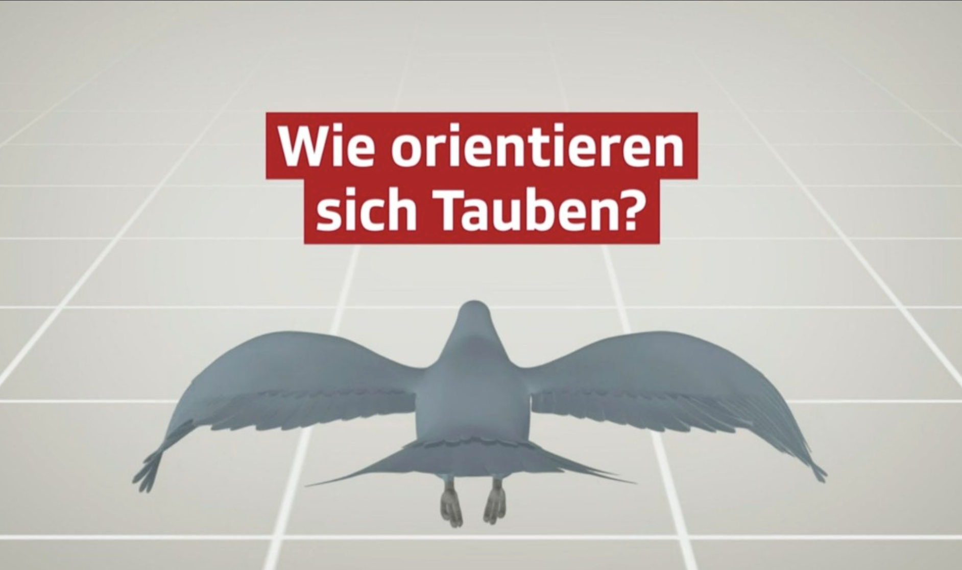 SRF-Erklärclips